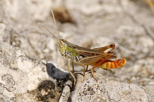 Réf. 198 314 : Stenobothrus nigromaculatus nigromaculatus